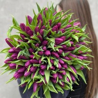 101 фиолетовый тюльпан