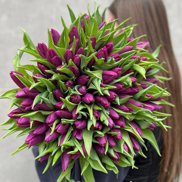 101 фиолетовый тюльпан