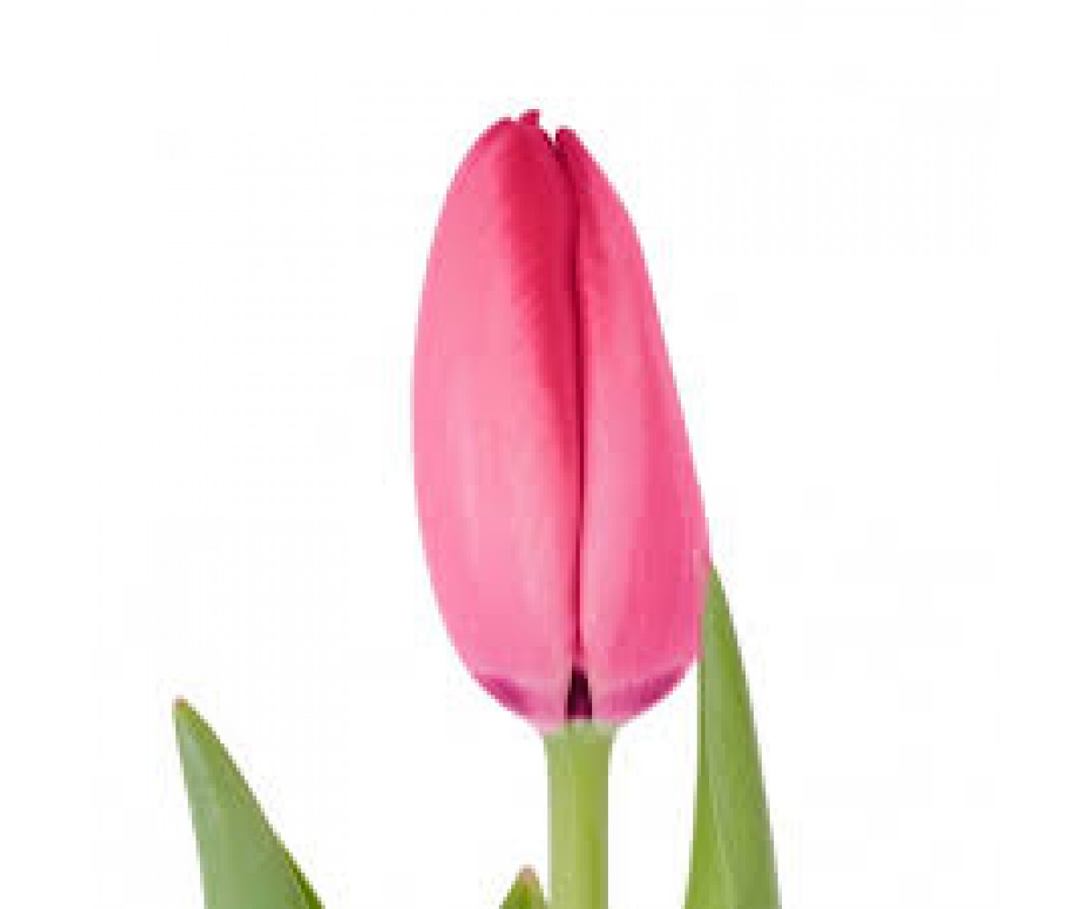 Тюльпан розовый