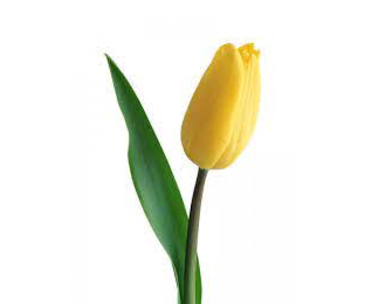 Тюльпан желтый