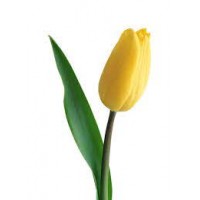 Тюльпан желтый