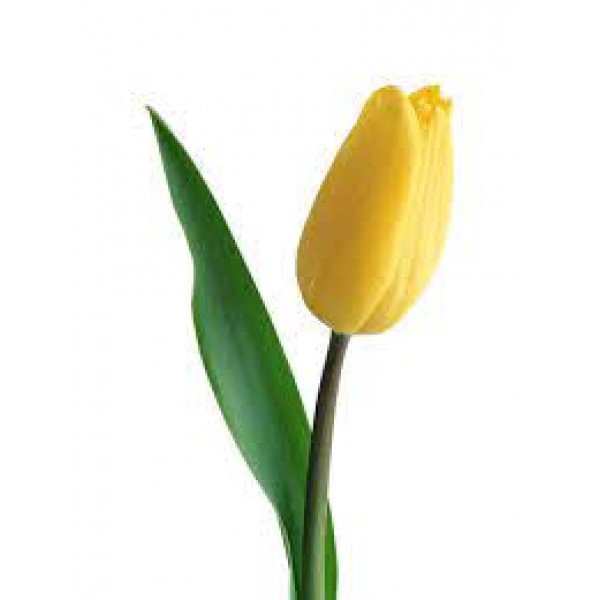 Тюльпан желтый